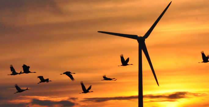 Ein Vogelschwarm zieht vor einem Windrad in der Abendsonne vorbei.